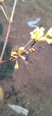 Boerhavia