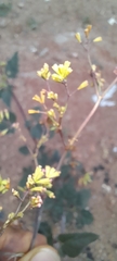 Boerhavia
