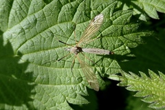 Acutipula