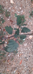 Boerhavia