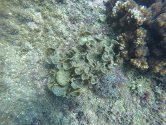 Padina durvillei