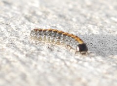 Bryophila domestica