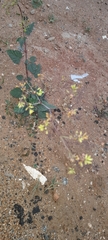 Boerhavia