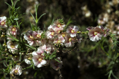 Halogeton glomeratus