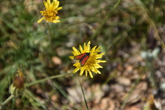 Zygaena punctum
