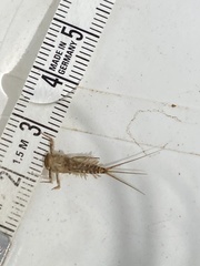 Ecdyonurus venosus