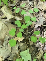 Thalictrum thalictroides