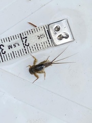 Ecdyonurus venosus