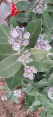 Calotropis gigantea