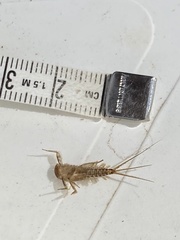 Ecdyonurus venosus
