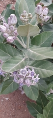 Calotropis gigantea
