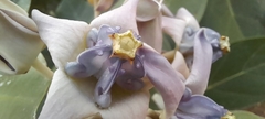 Calotropis gigantea