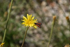 Zygaena punctum