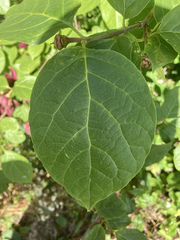 Calycanthus