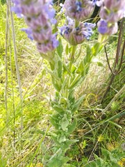 Nepeta tuberosa