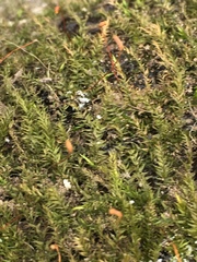 Amblystegium