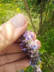Nepeta tuberosa