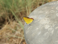 Heliophorus