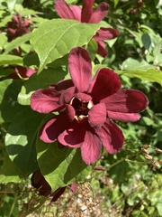 Calycanthus