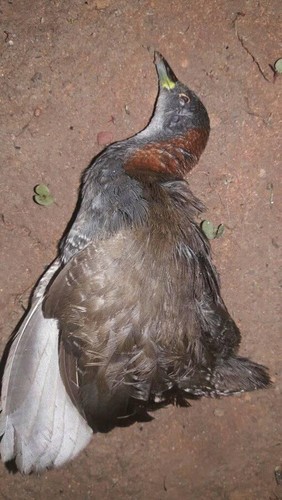 Laterallus exilis
