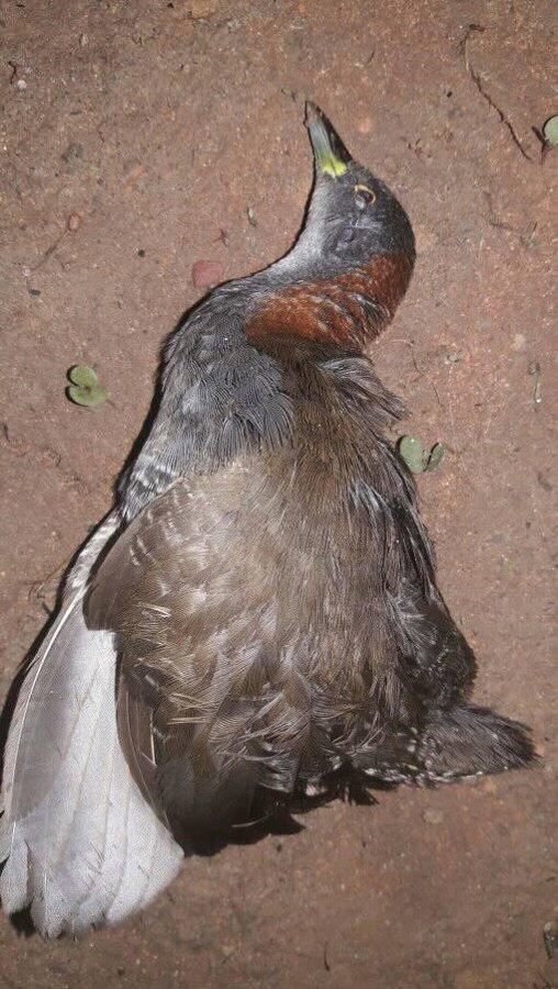 Grey-breasted Crake (Laterallus exilis)