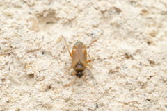 Plesiodema pinetella