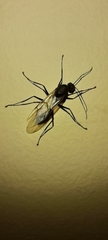Camponotus
