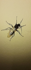 Camponotus