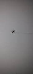 Camponotus