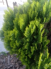 Platycladus orientalis