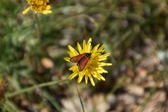 Zygaena punctum