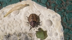 Pentatoma rufipes