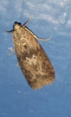 Sciota subcaesiella