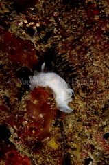 Goniodoris nodosa