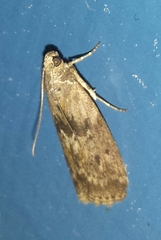 Sciota subcaesiella