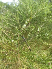 Phyllomacromia picta