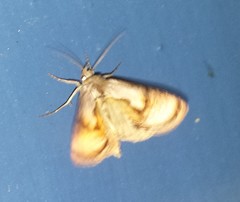 Chrysanympha formosa