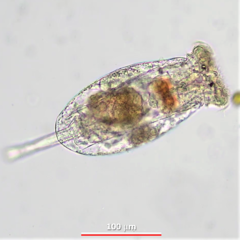 Testudinella clypeata