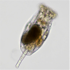 Testudinella clypeata