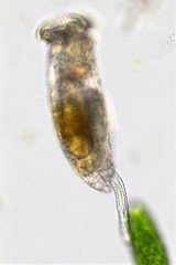 Testudinella clypeata