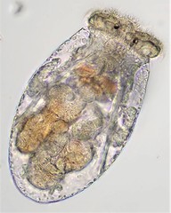 Testudinella clypeata