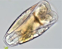 Testudinella clypeata