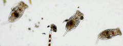 Testudinella clypeata