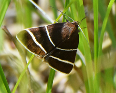 Argyrostrotis quadrifilaris