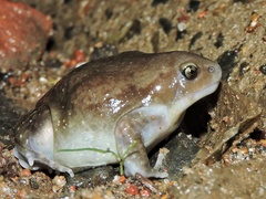 Uperodon globulosus
