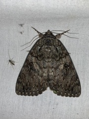 Catocala umbrosa