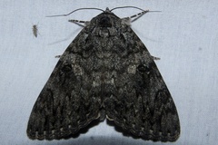 Catocala umbrosa
