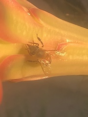 Apis mellifera
