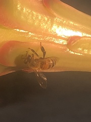 Apis mellifera