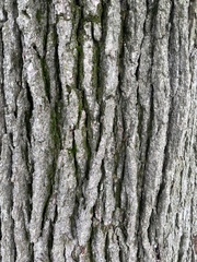 Quercus macrocarpa